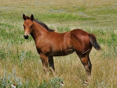 Whiskey Up Europa JW <BR> AQHA 6370869